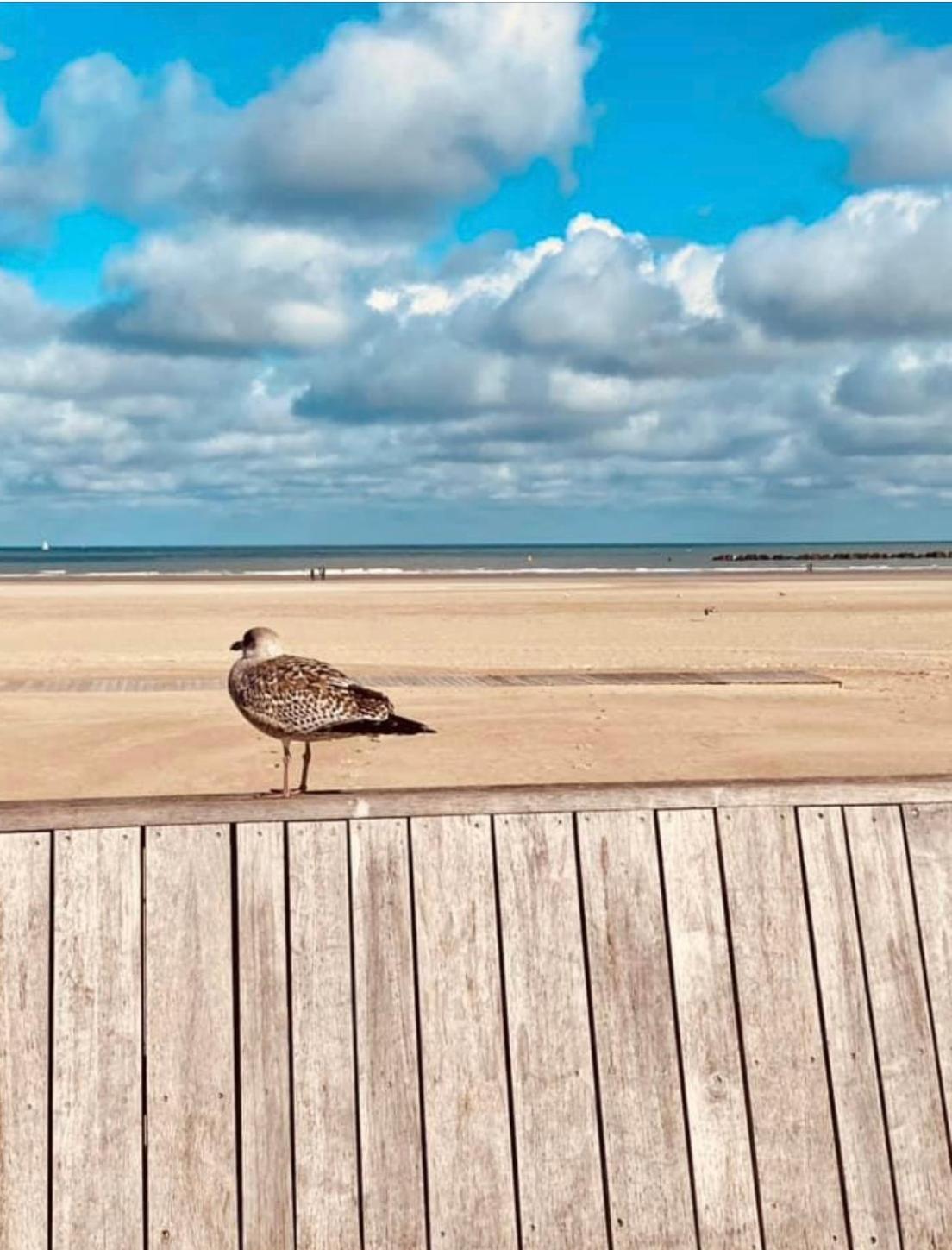 Appartement Sur La Plage De Malo Les Bains Vue Mer Dunkirk Bagian luar foto